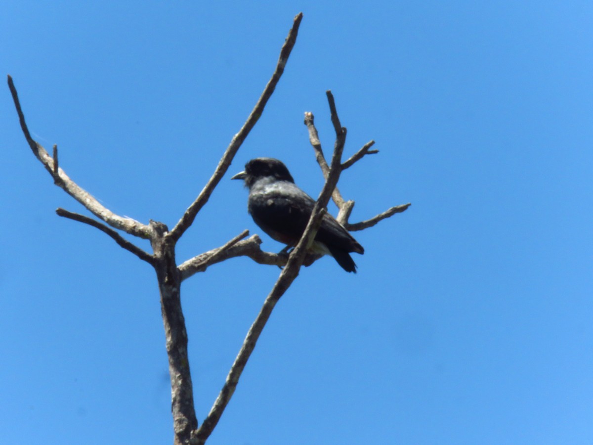 Swallow-winged Puffbird - ML325999461