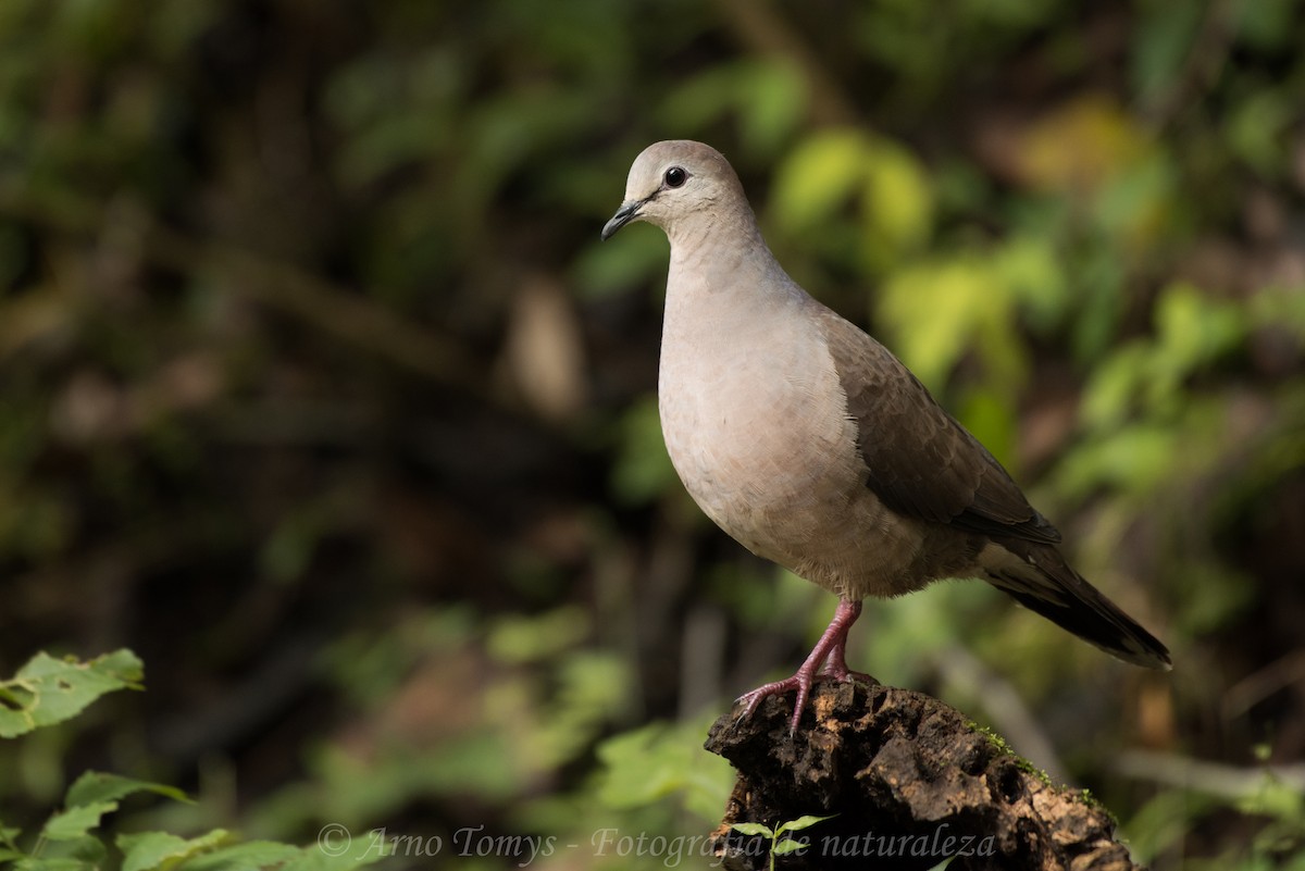 Large-tailed Dove - ML326014011