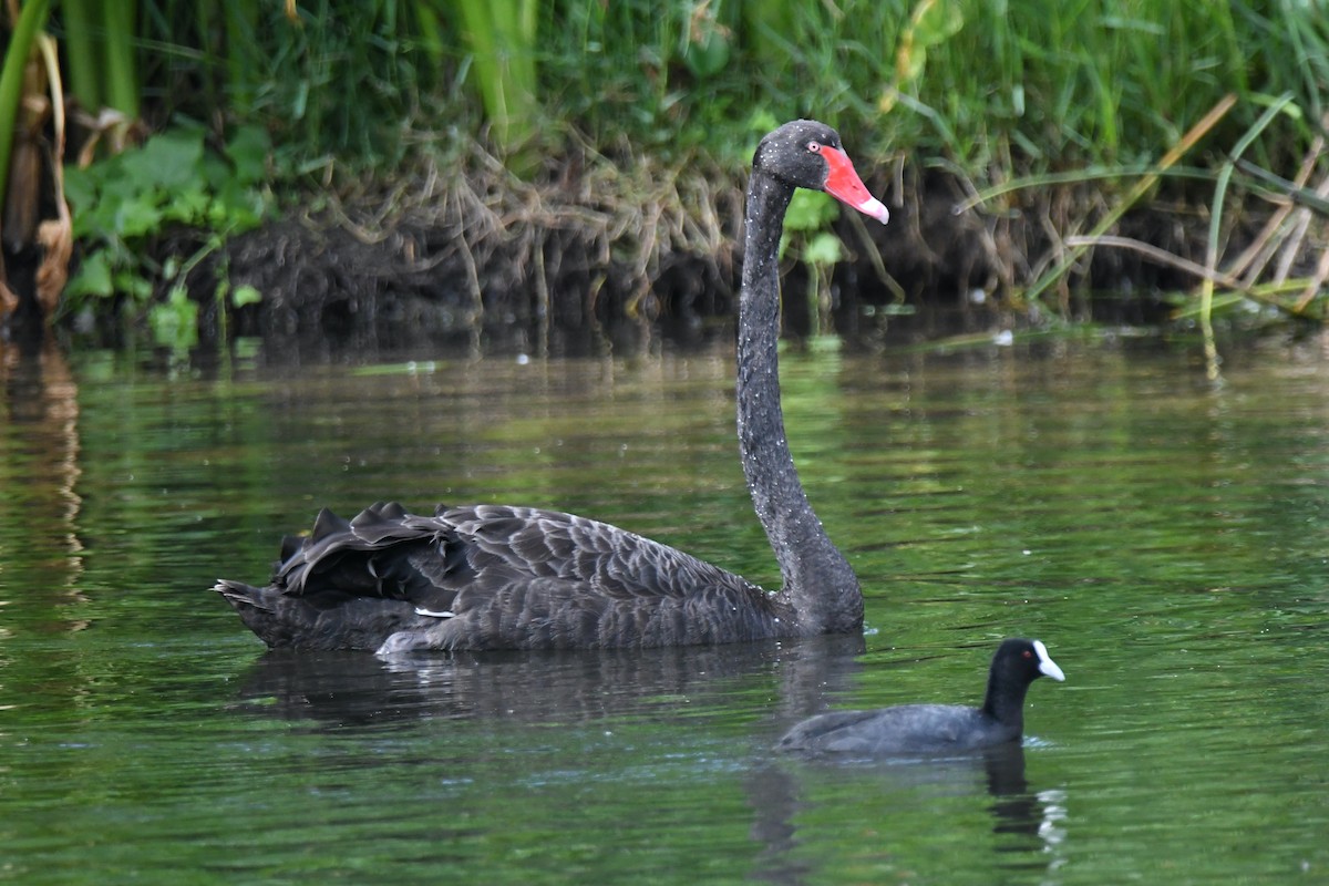Black Swan - Alfred & Hidi Lau