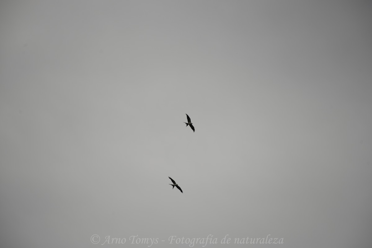 Swallow-tailed Kite - arnoldo tomys