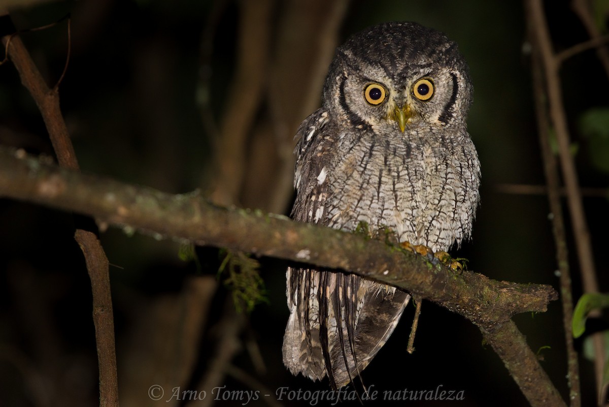 Tropical Screech-Owl - arnoldo tomys