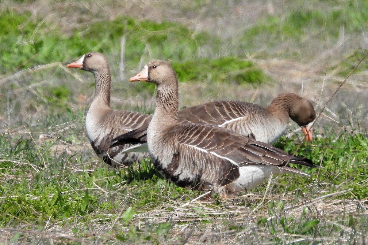 Greater White-fronted Goose - Diana LaSarge and Aaron Skirvin