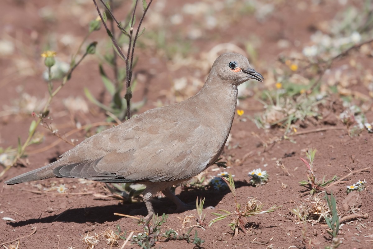 Black-winged Ground Dove - ML326032891