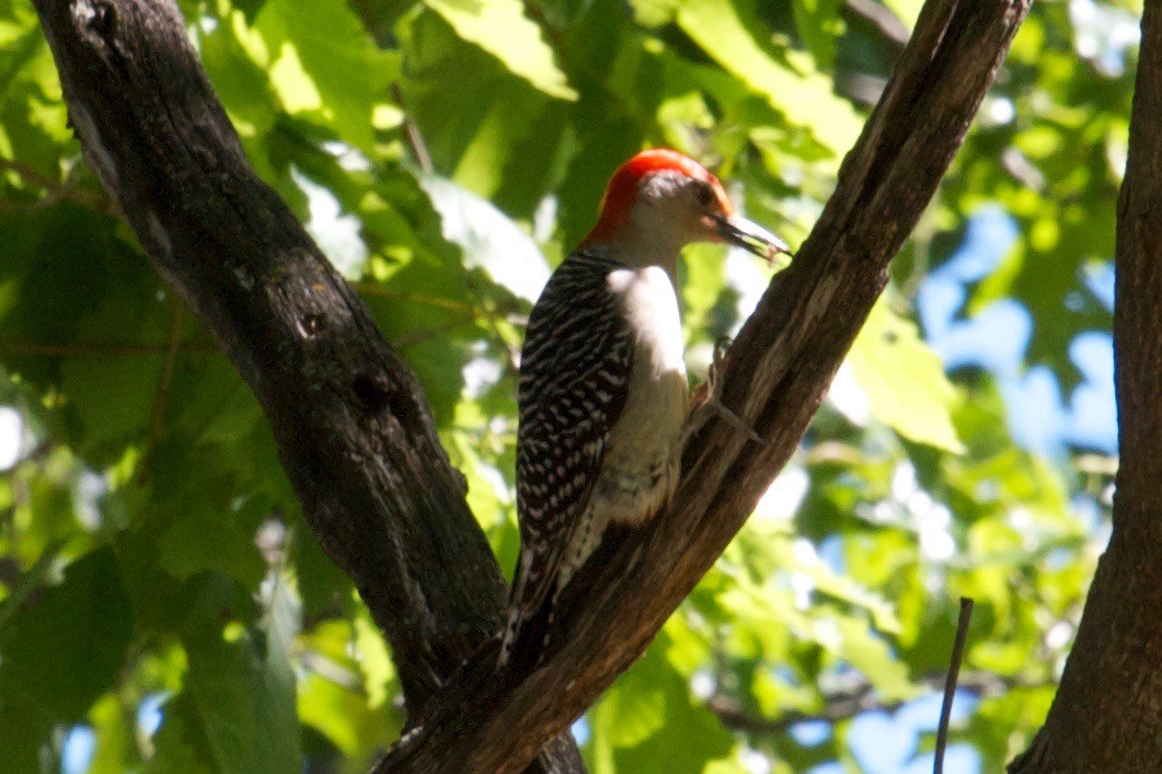 Red-bellied Woodpecker - ML32603371