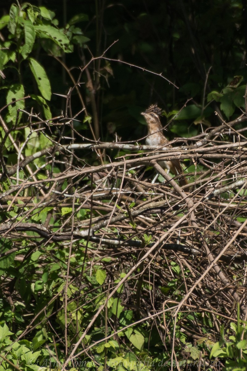 Striped Cuckoo - arnoldo tomys