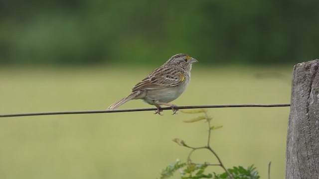 Grassland Sparrow - ML326039341