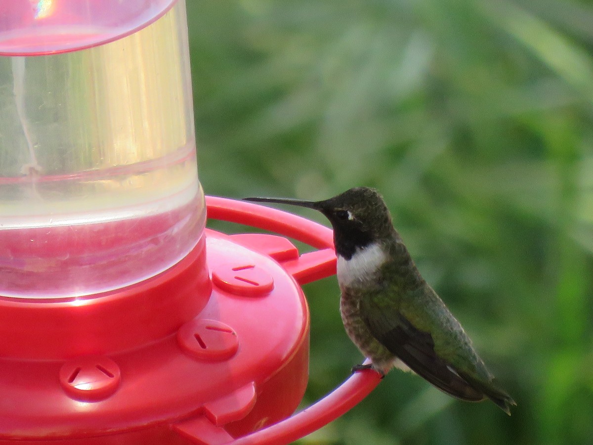 Black-chinned Hummingbird - ML326050831