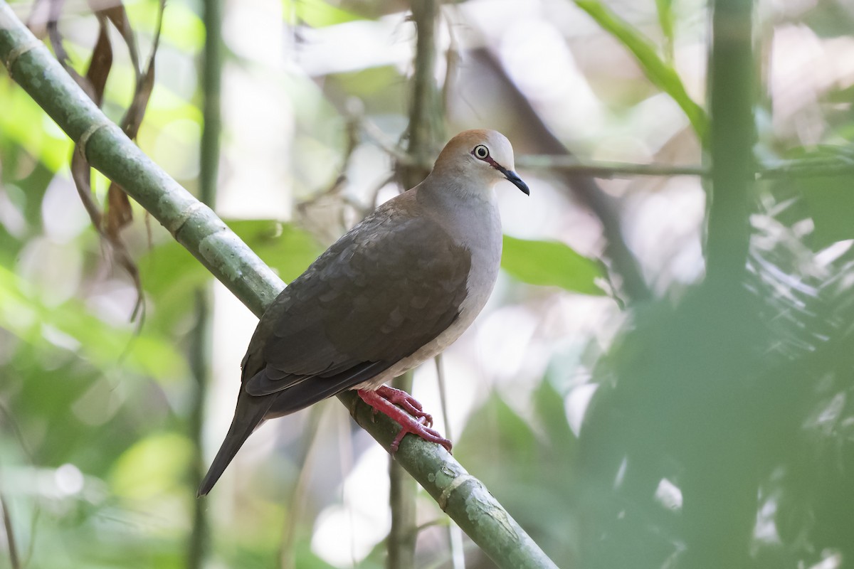 Gray-chested Dove - ML326050901