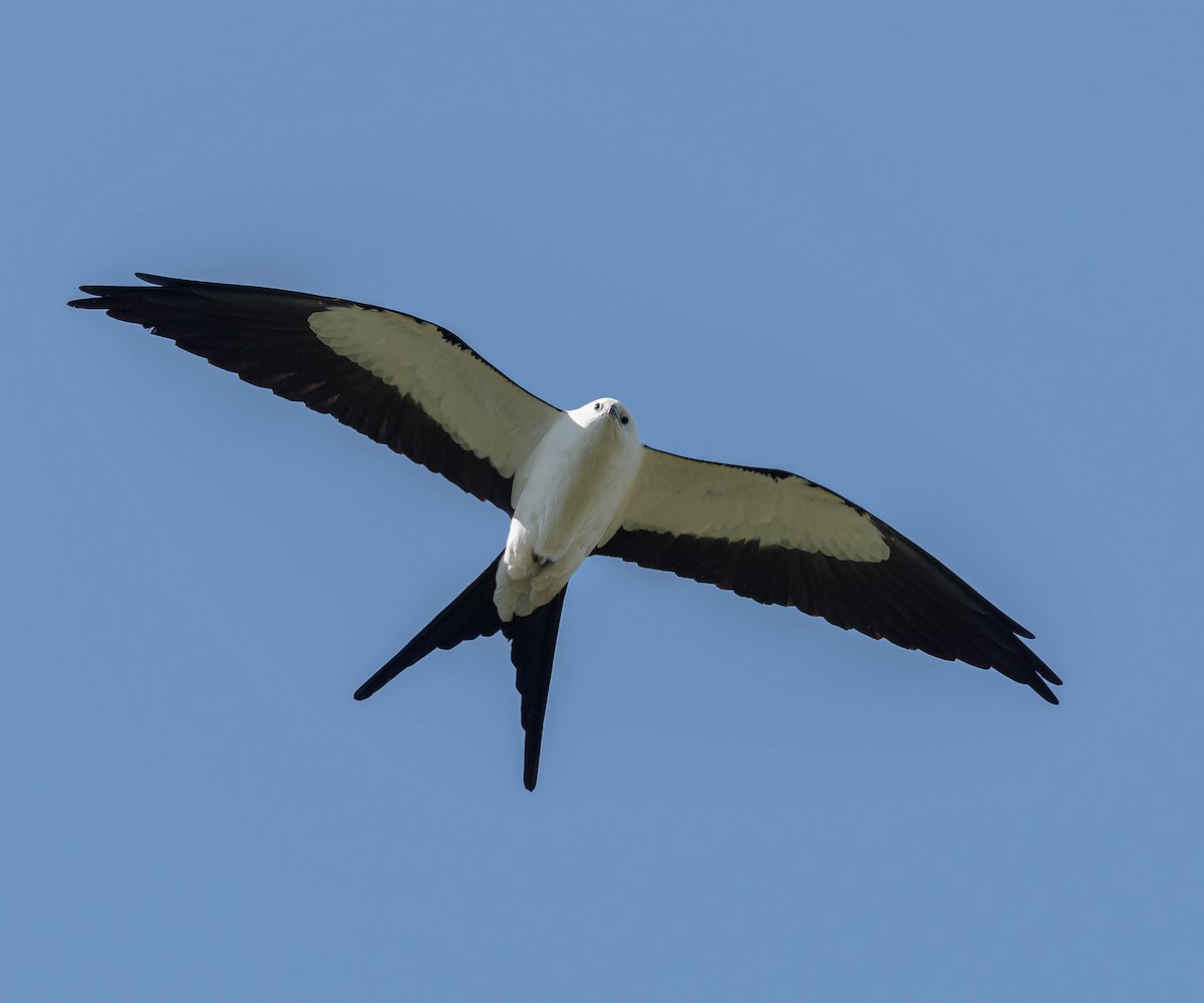 Swallow-tailed Kite - ML326050961