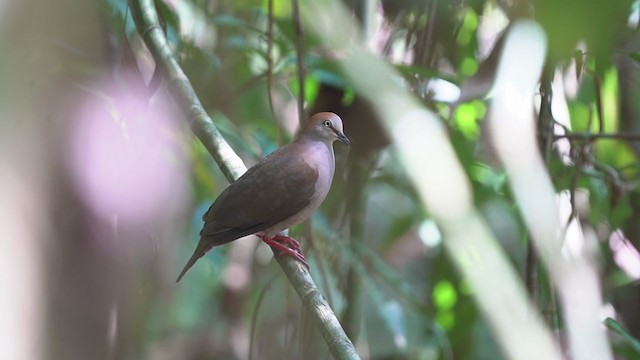 Gray-chested Dove - ML326051251