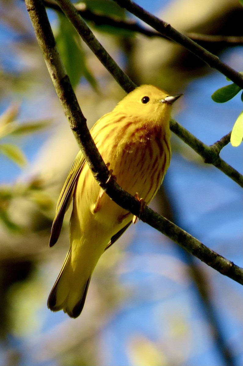 Yellow Warbler - Karen Mammone