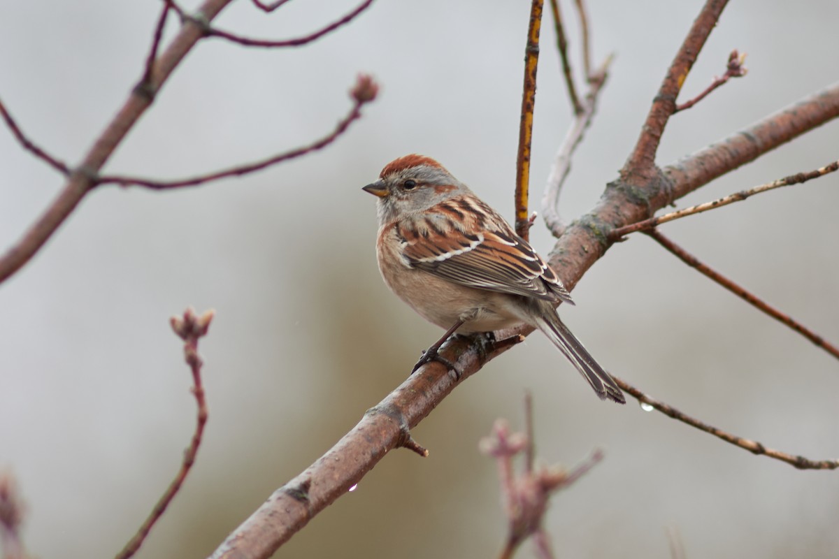 American Tree Sparrow - Ivan Wiljanen