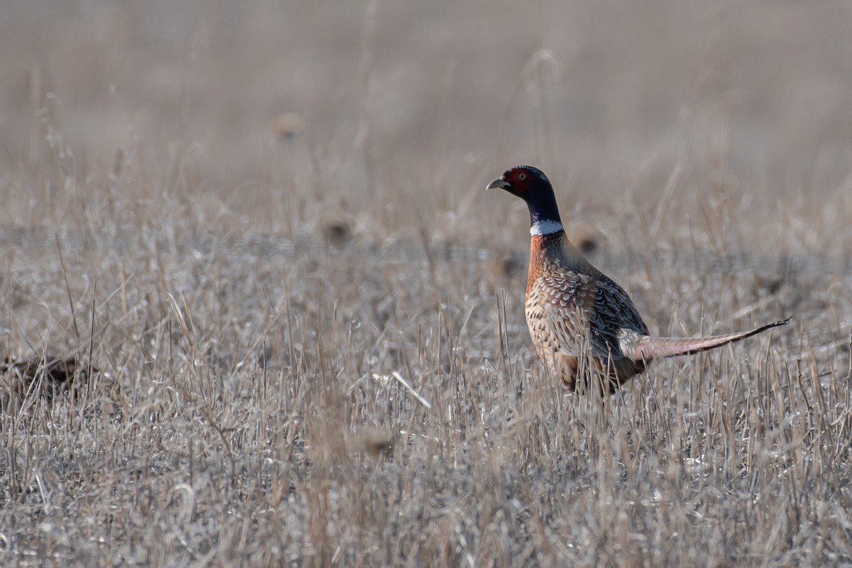 Ring-necked Pheasant - Bobby Senter