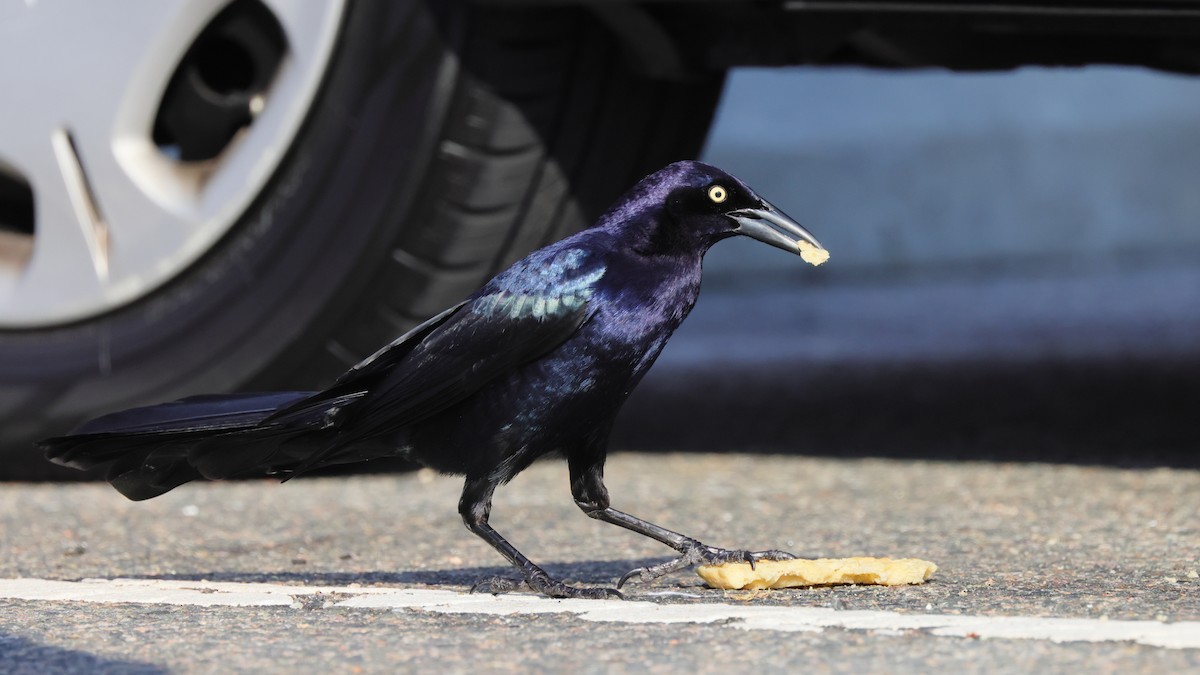 Great-tailed Grackle - ML326074671