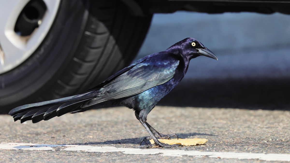 Great-tailed Grackle - ML326074711