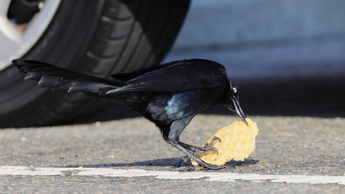 Great-tailed Grackle - ML326074751