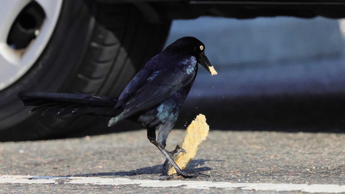 Great-tailed Grackle - ML326074761