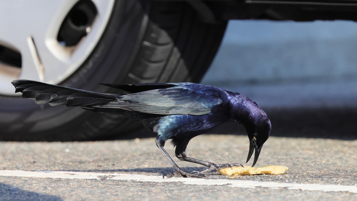 Great-tailed Grackle - ML326074801