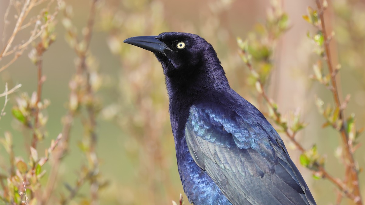 Great-tailed Grackle - ML326074871