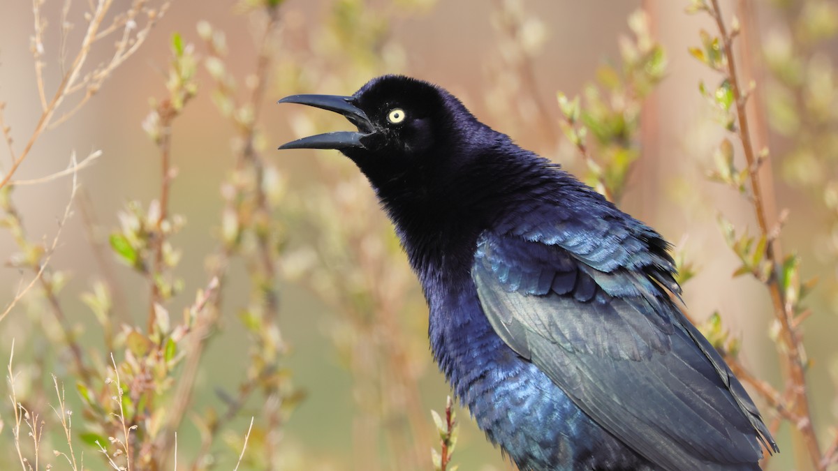 Great-tailed Grackle - ML326074941