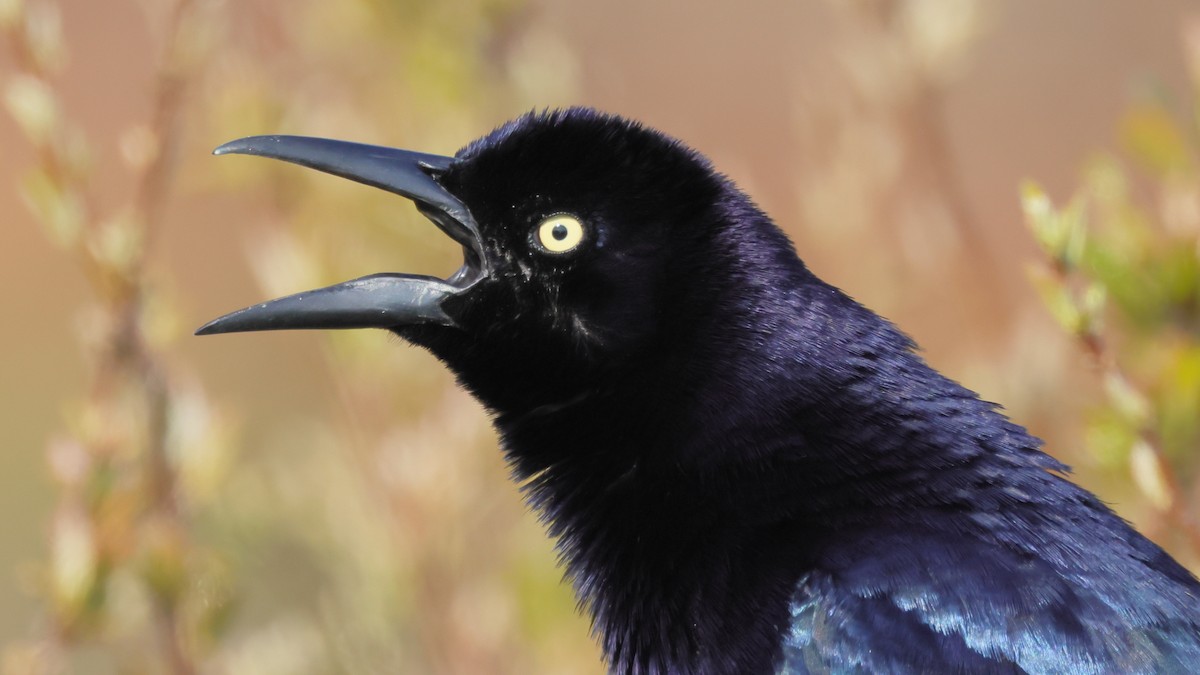 Great-tailed Grackle - ML326074981