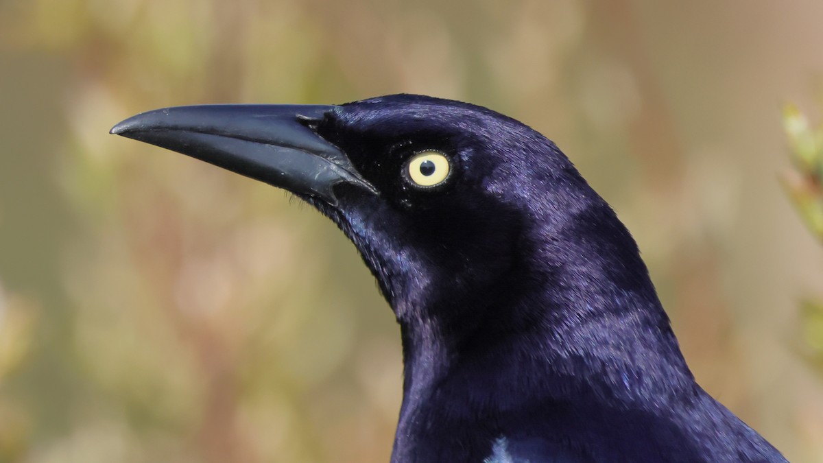 Great-tailed Grackle - ML326075021