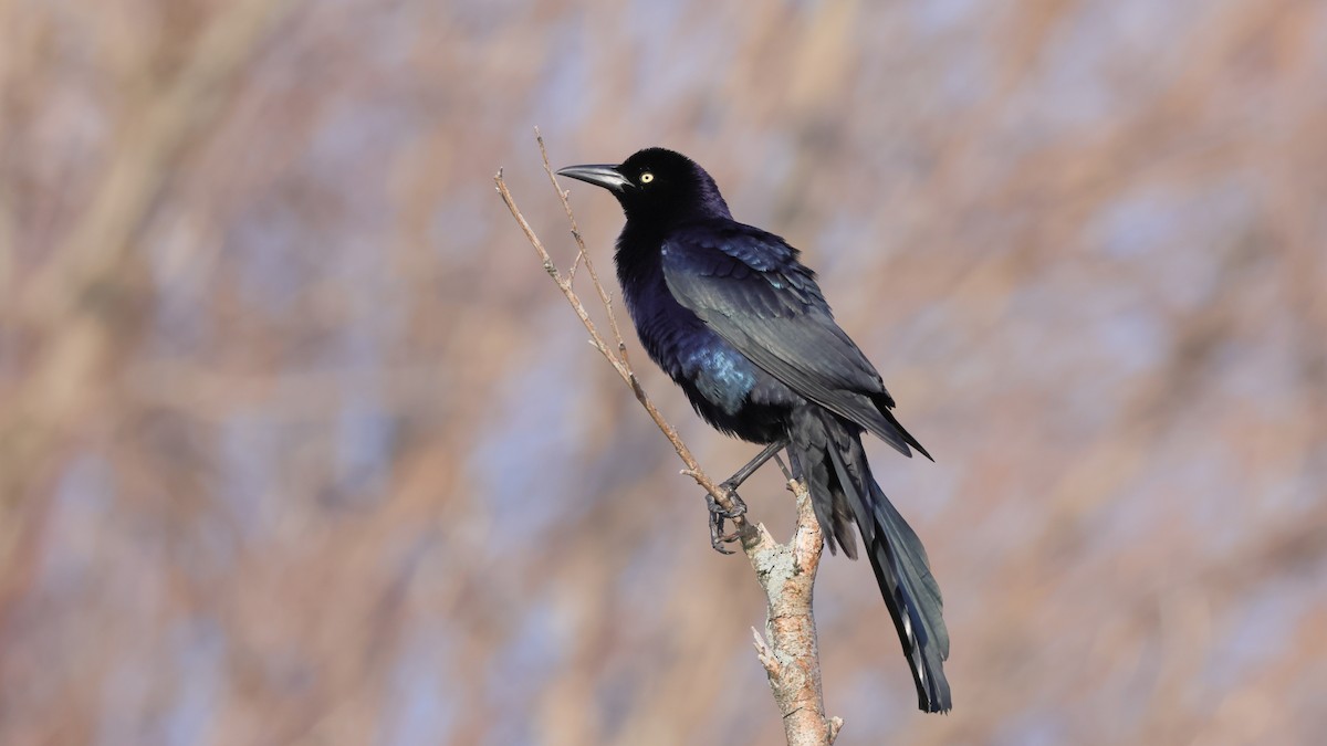 Great-tailed Grackle - ML326075491