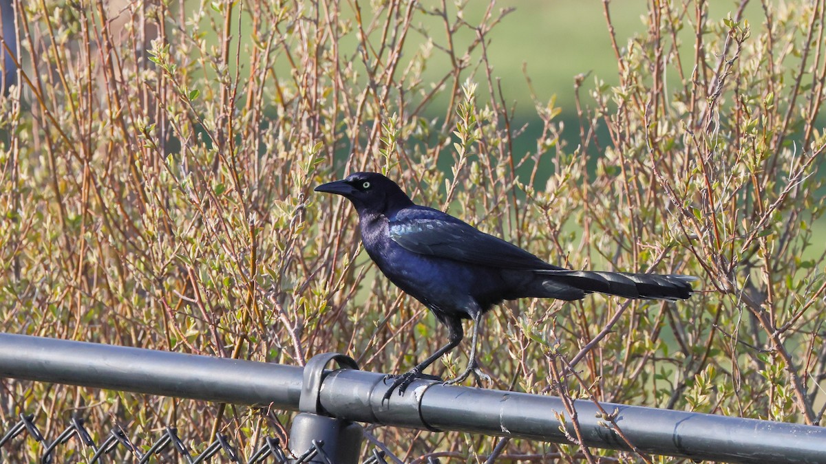 Great-tailed Grackle - Sean Williams