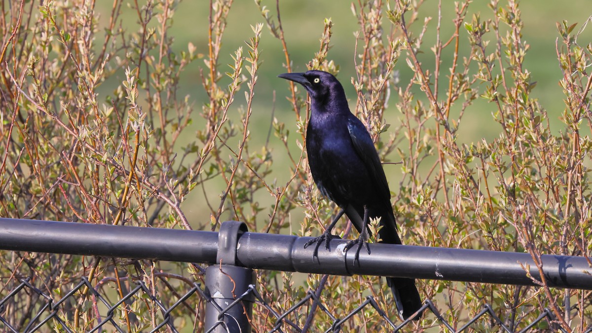 Great-tailed Grackle - ML326075641