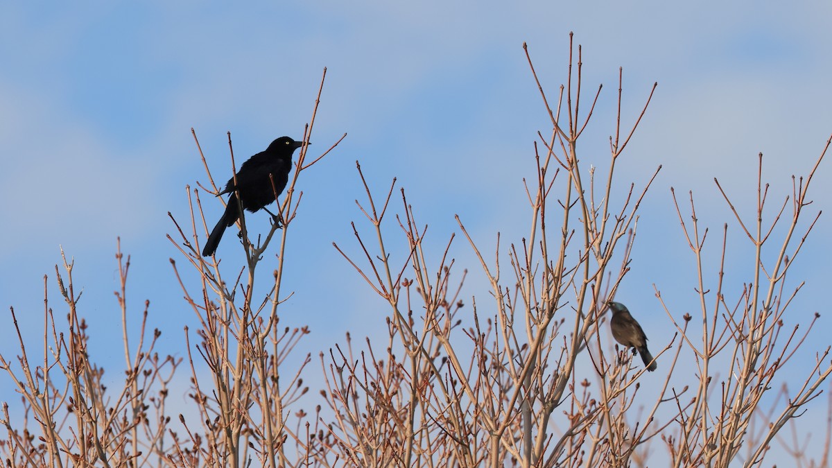 Great-tailed Grackle - ML326075721