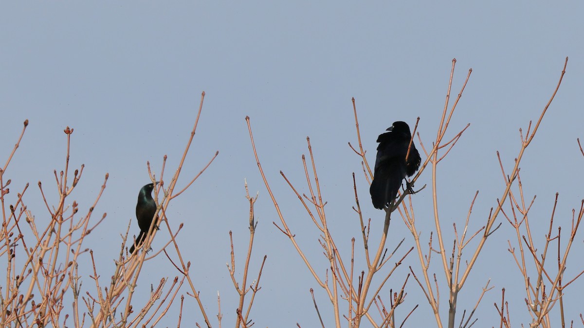 Great-tailed Grackle - ML326075741