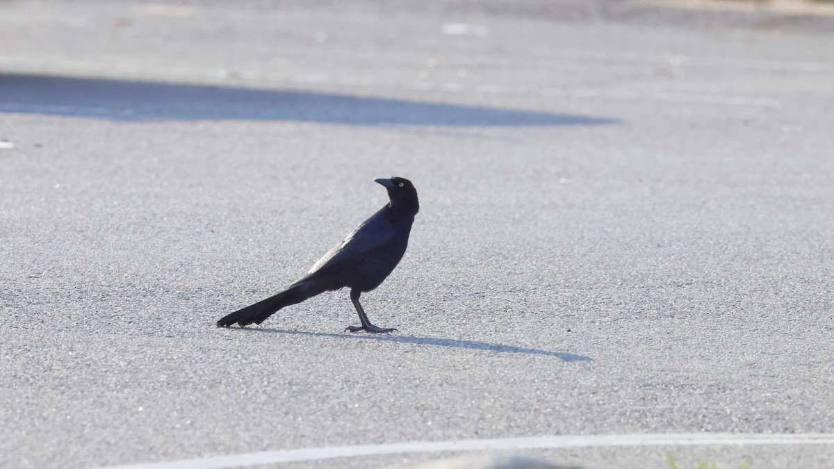 Great-tailed Grackle - ML326076041