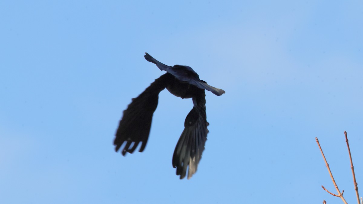 Great-tailed Grackle - ML326076161