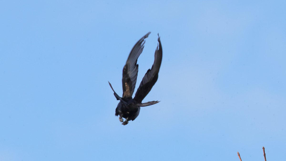 Great-tailed Grackle - ML326076211