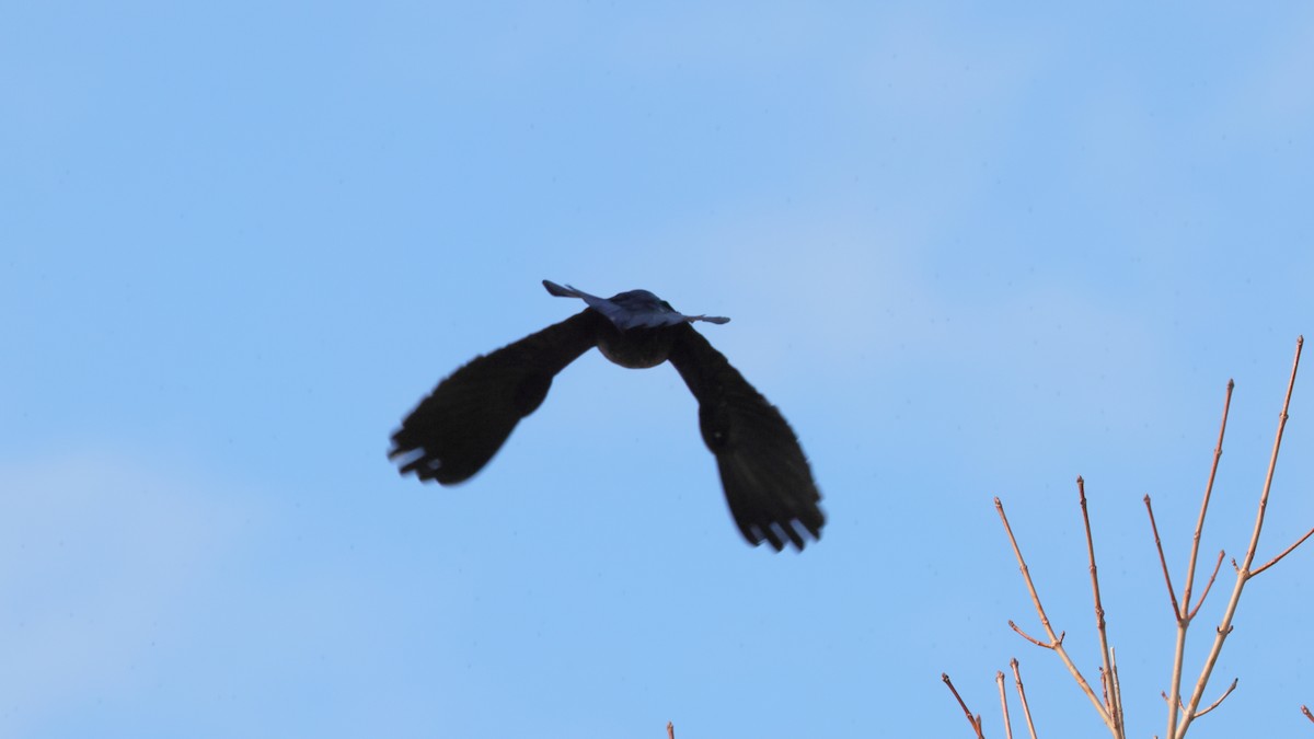 Great-tailed Grackle - ML326076221