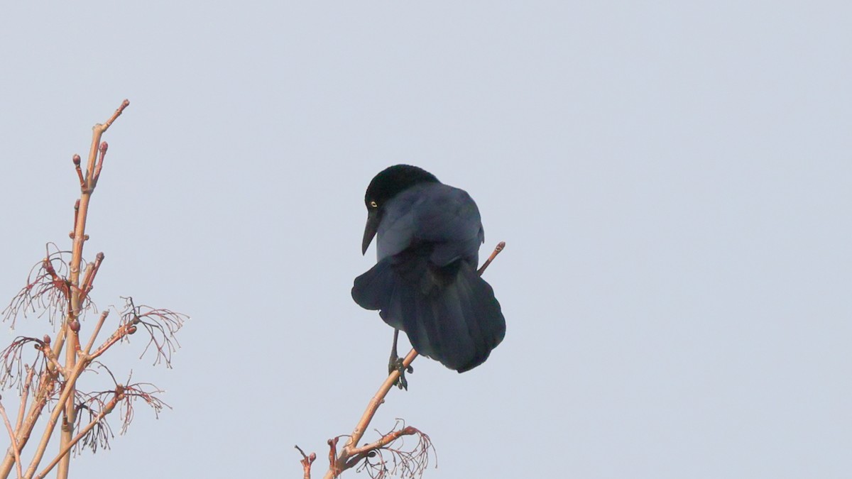 Great-tailed Grackle - ML326076731