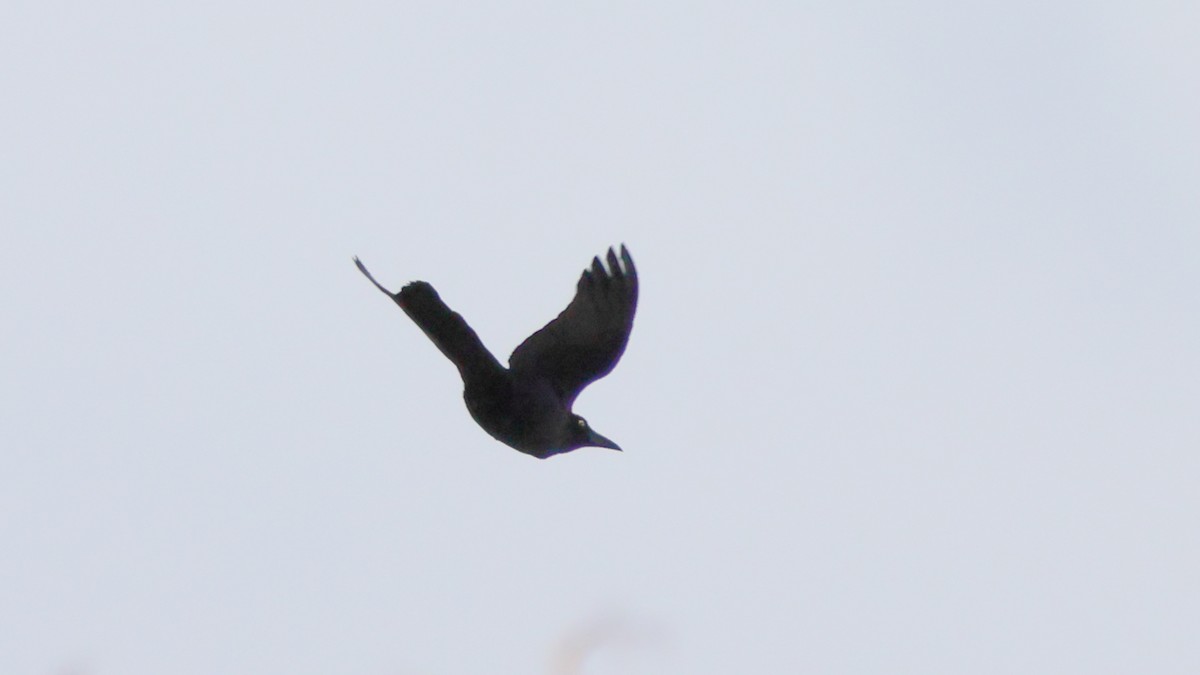 Great-tailed Grackle - ML326076761