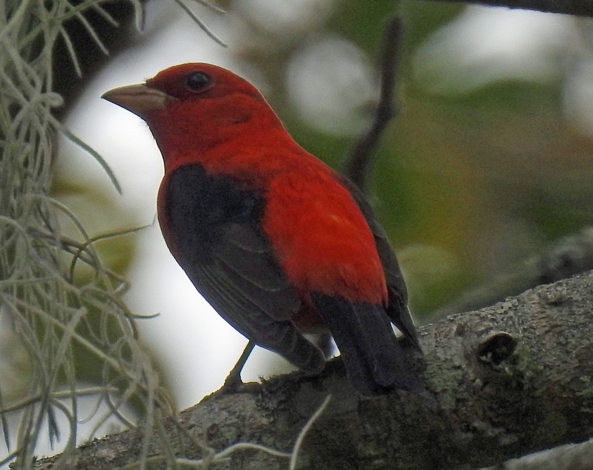 Scarlet Tanager - ML326079621