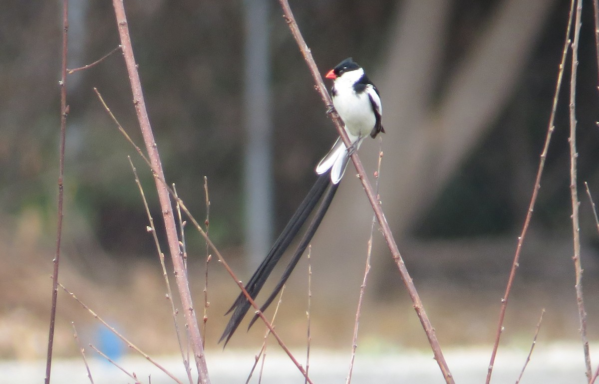 Pin-tailed Whydah - ML32608041