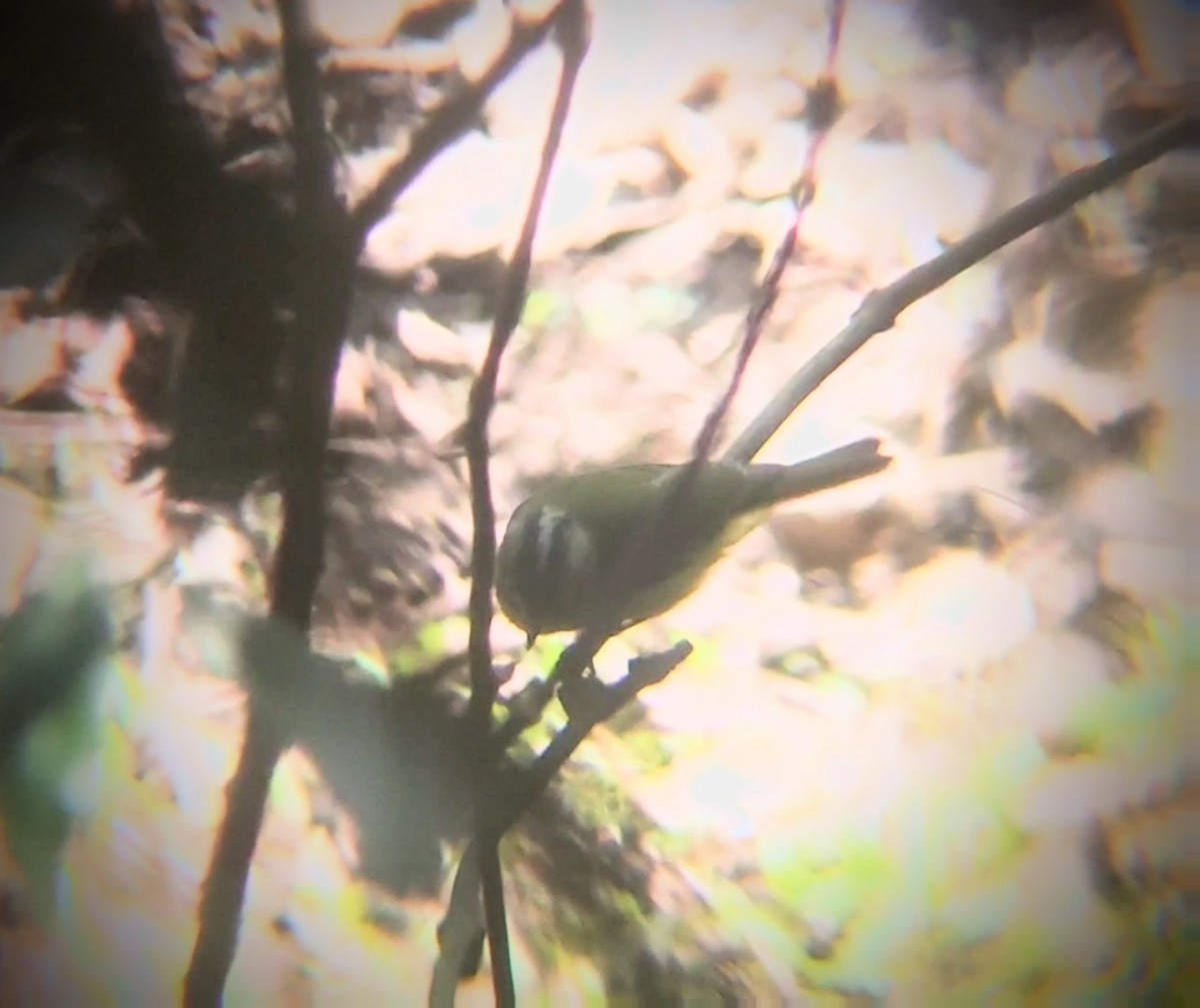 Gray-crowned Warbler - ML326081691