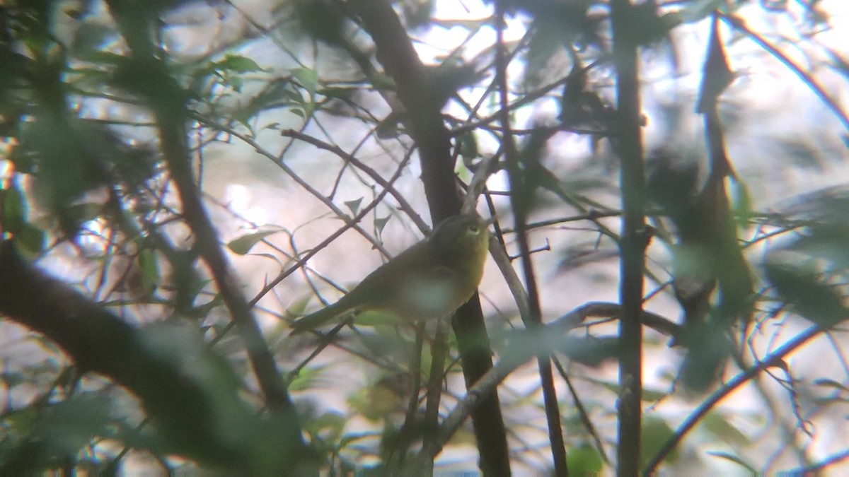 Gray-crowned Warbler - ML326081741