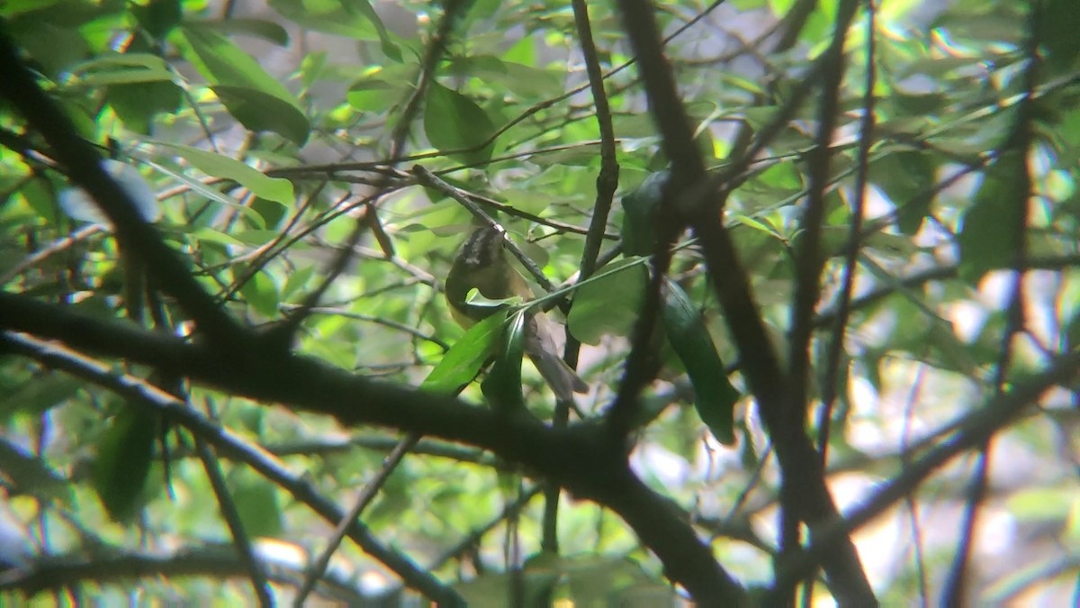 Gray-crowned Warbler - ML326081751