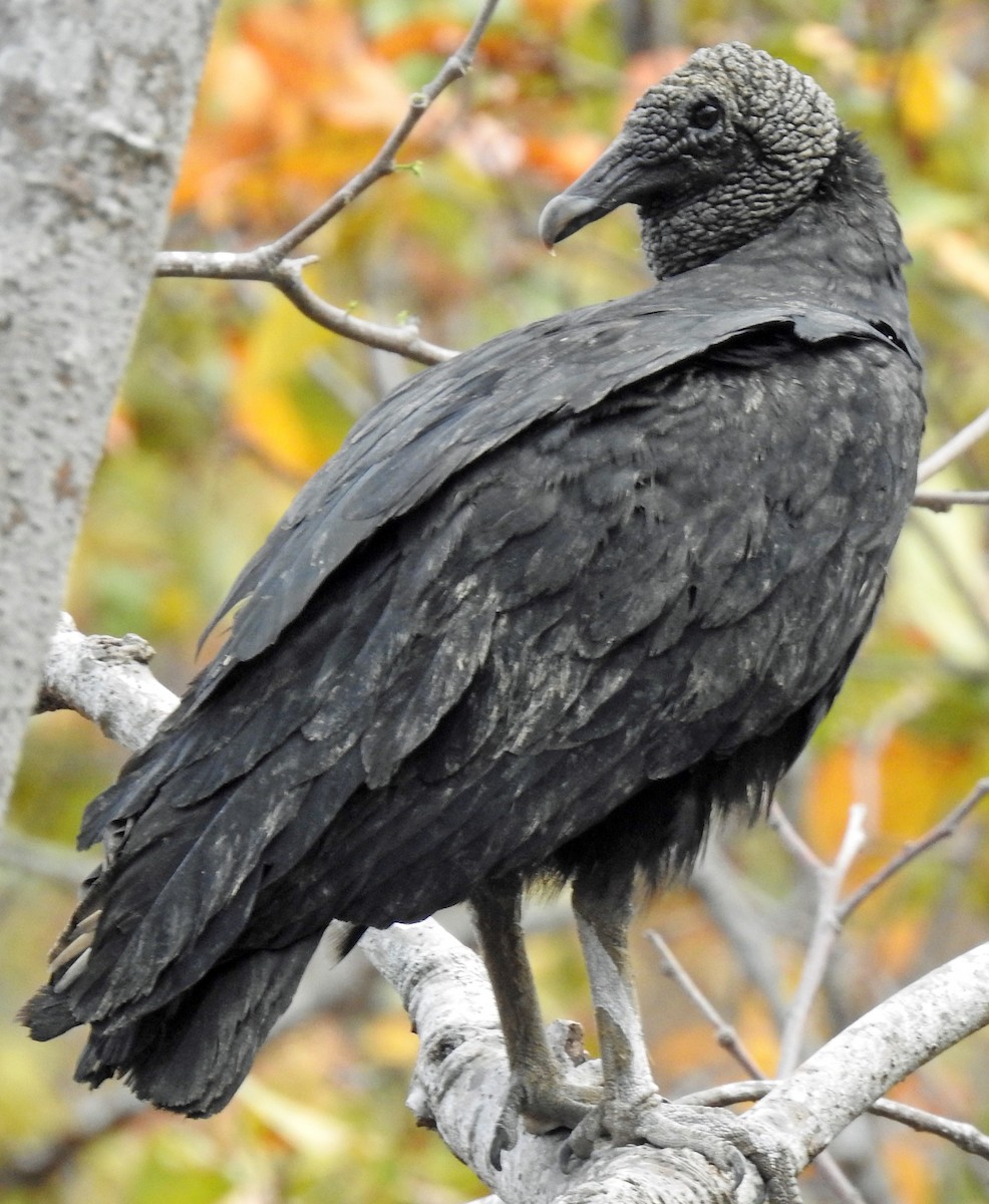Black Vulture - Danilo Moreno