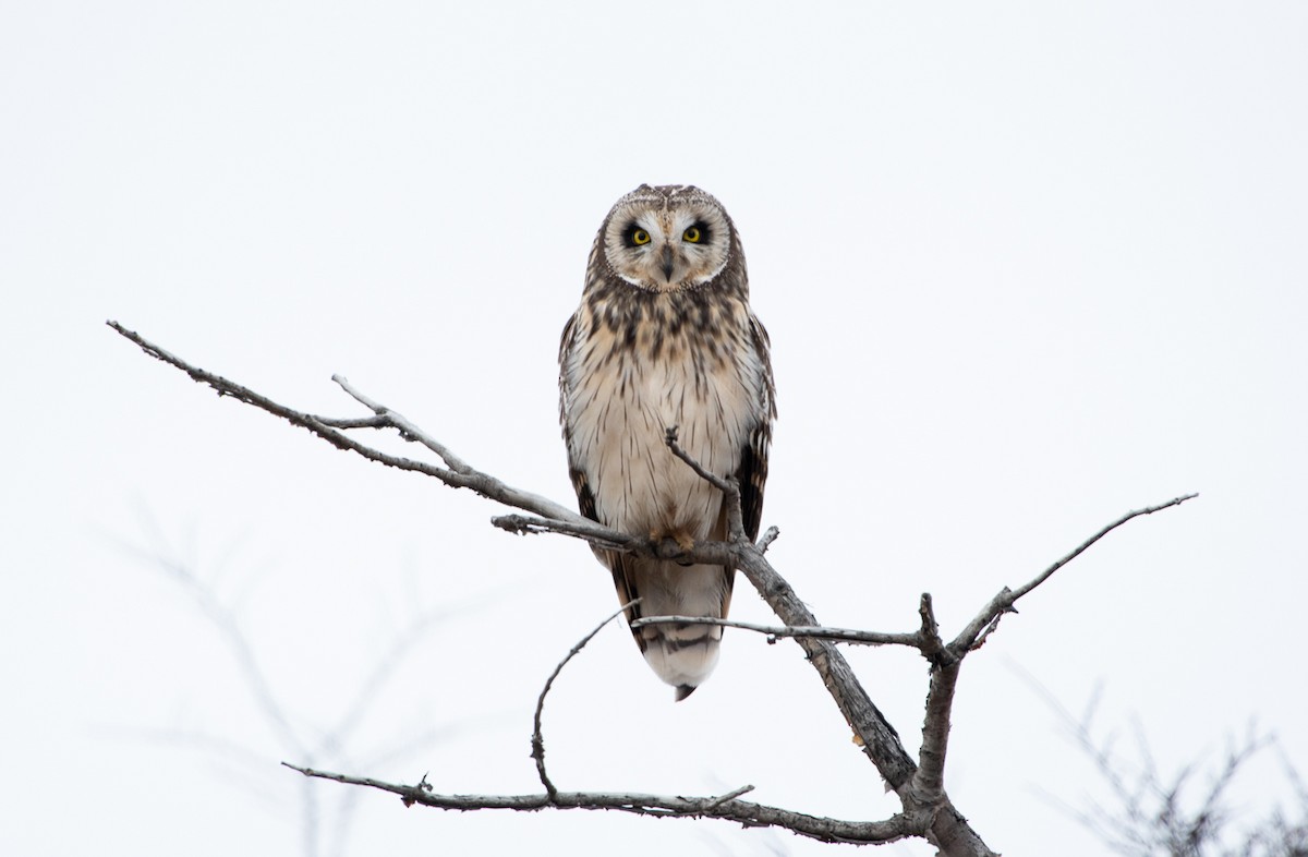 Short-eared Owl - Jorge Lopez Moreno