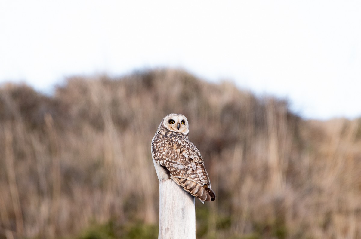 Short-eared Owl - ML326082941