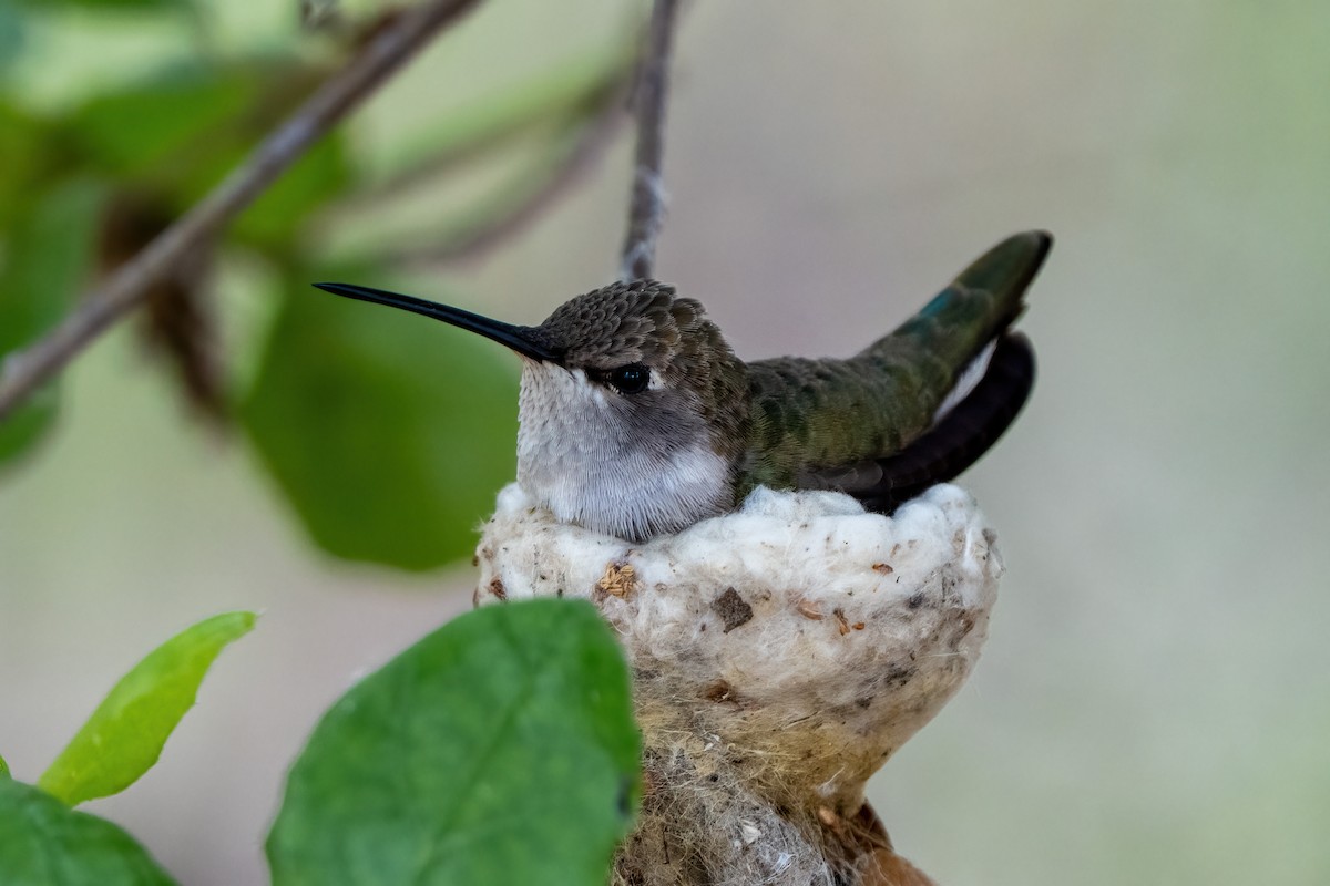 Black-chinned Hummingbird - Andrew Newmark