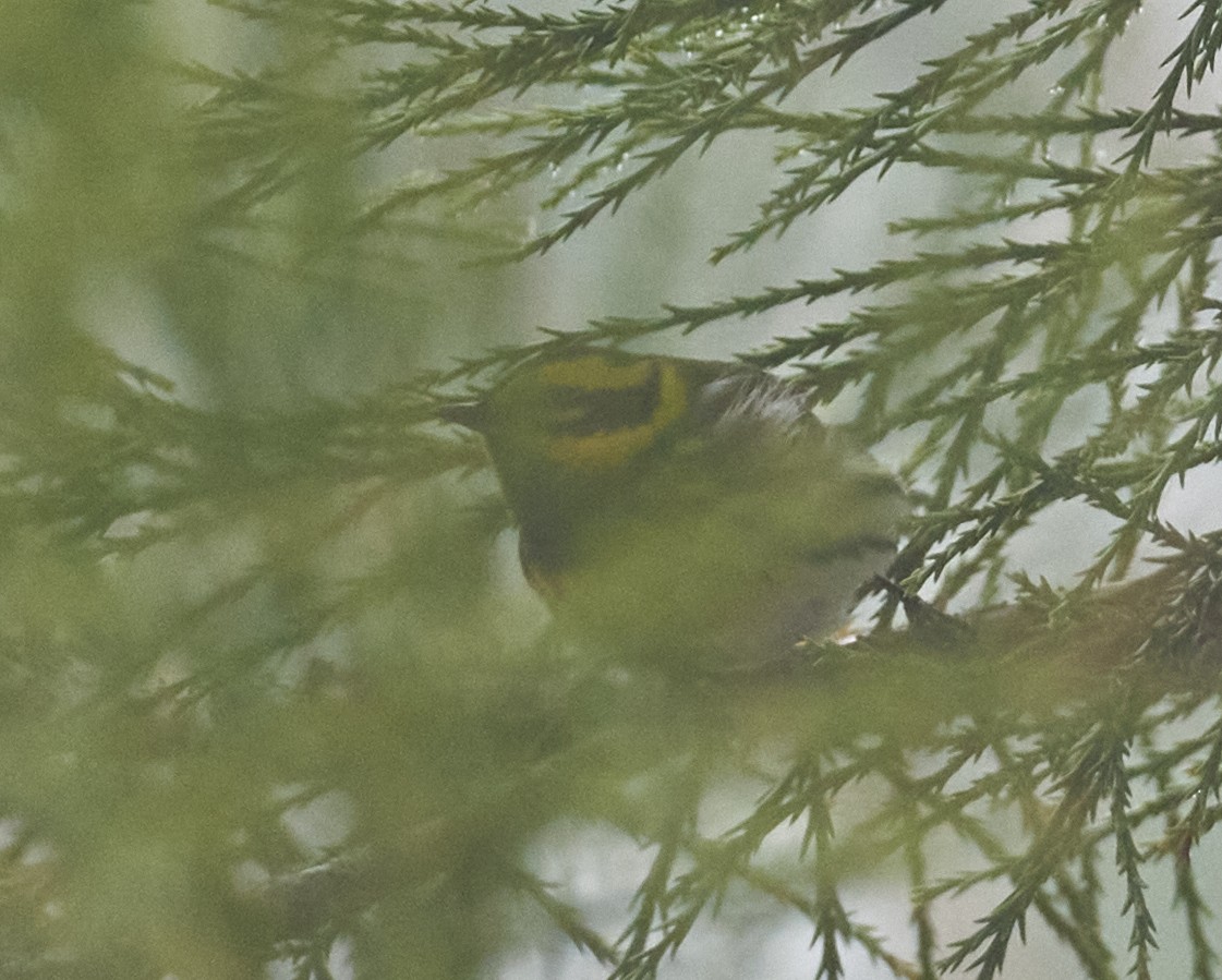 Townsend's Warbler - Grigory Heaton