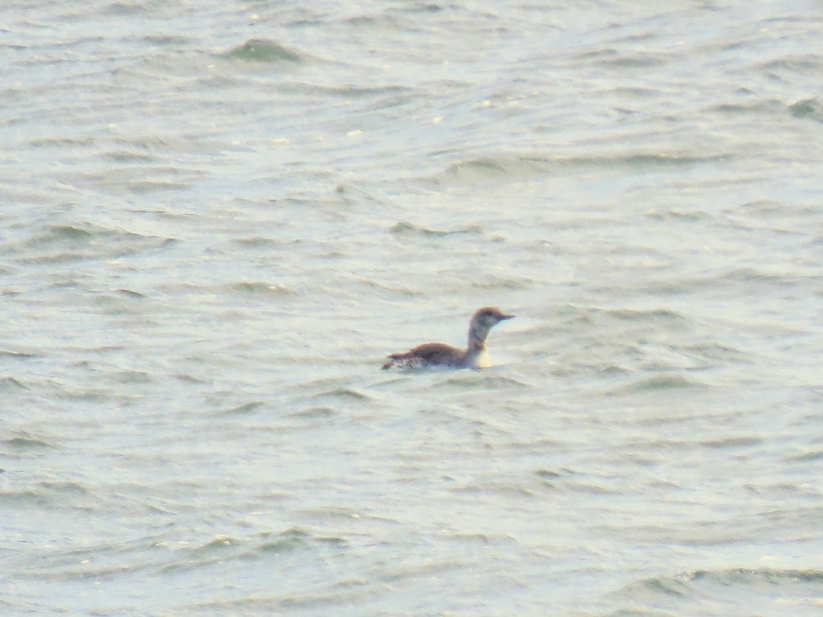 Red-throated Loon - ML326090301