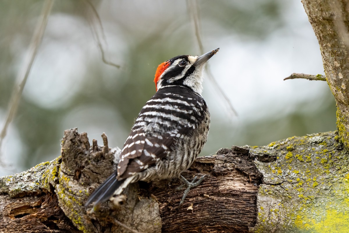 Nuttall's Woodpecker - Andrew Newmark