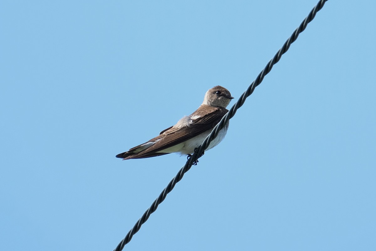 Northern Rough-winged Swallow - ML326093211